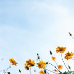 Vision Health in May